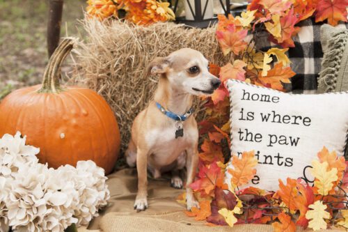 Perro Chihuahua en Pumpkin Patch