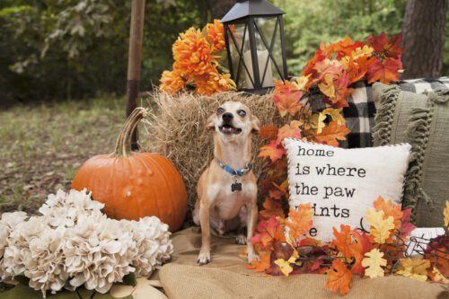 Perro Chihuahua en Pumpkin Patch